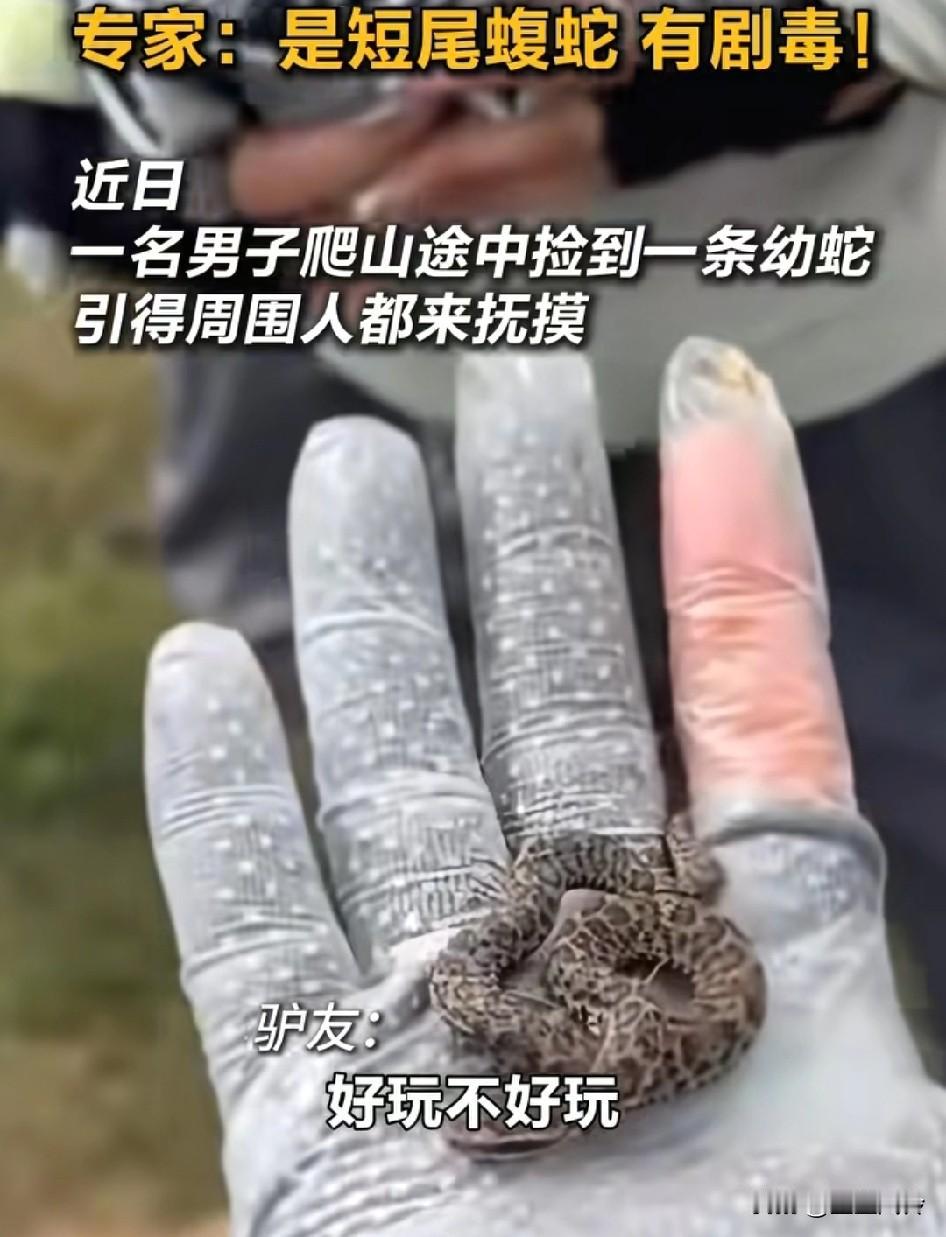 驴友爬山捡到幼蛇轮流抚摸，专家看到惊呼: 这是短尾蝮蛇，有剧毒！幼蛇也有毒
这人