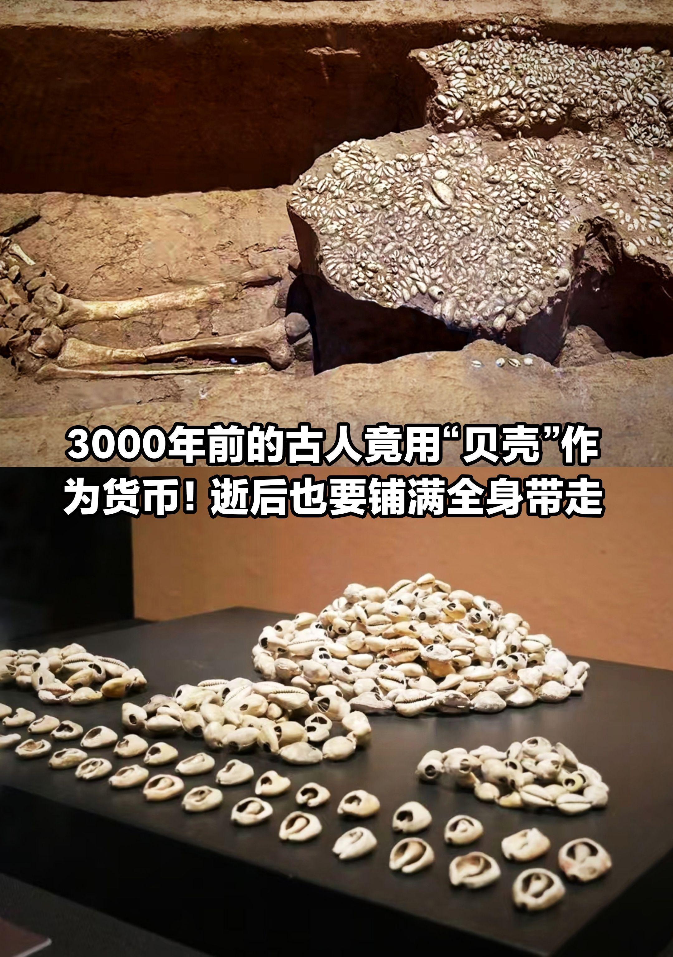 古代贝壳”是货币？古人为何不去海边捡？