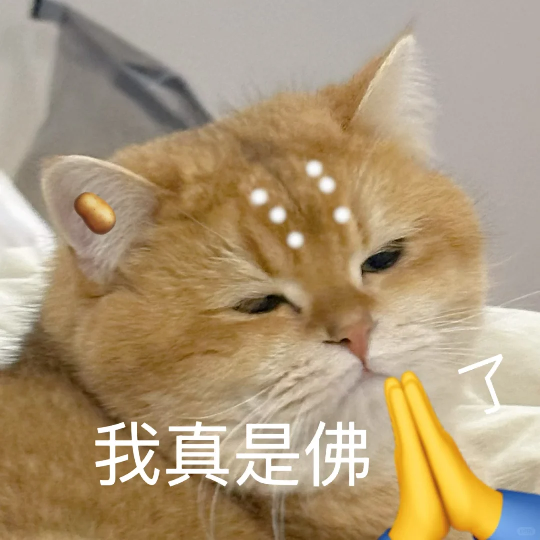 【猫猫表情】给你个小猫的眼神 自己体会🙏