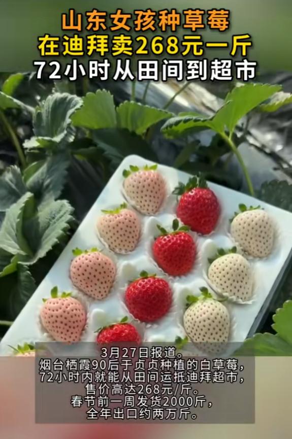 还是年轻人有头脑！山东烟台，一名90后女生毕业回家种草莓，但她没有局限于在当地甚