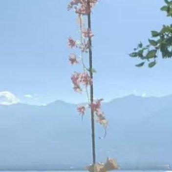 最爱洱海艳阳天洱海