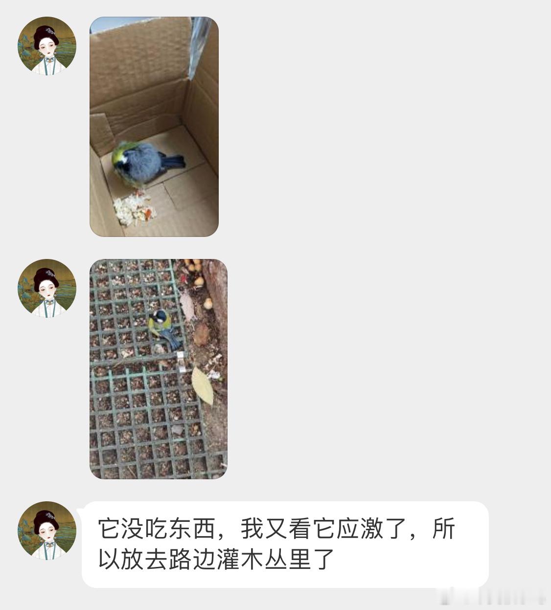 鸟粉投稿 路边捡到的【绿背山雀】给孩子冻得缩成一团 头塞翅膀后面了希望它休息会能