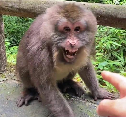 峨眉山的猴子抢了游客的手机，你猜管理员怎么搞？说出来你可能不信，他没去追那个抢手