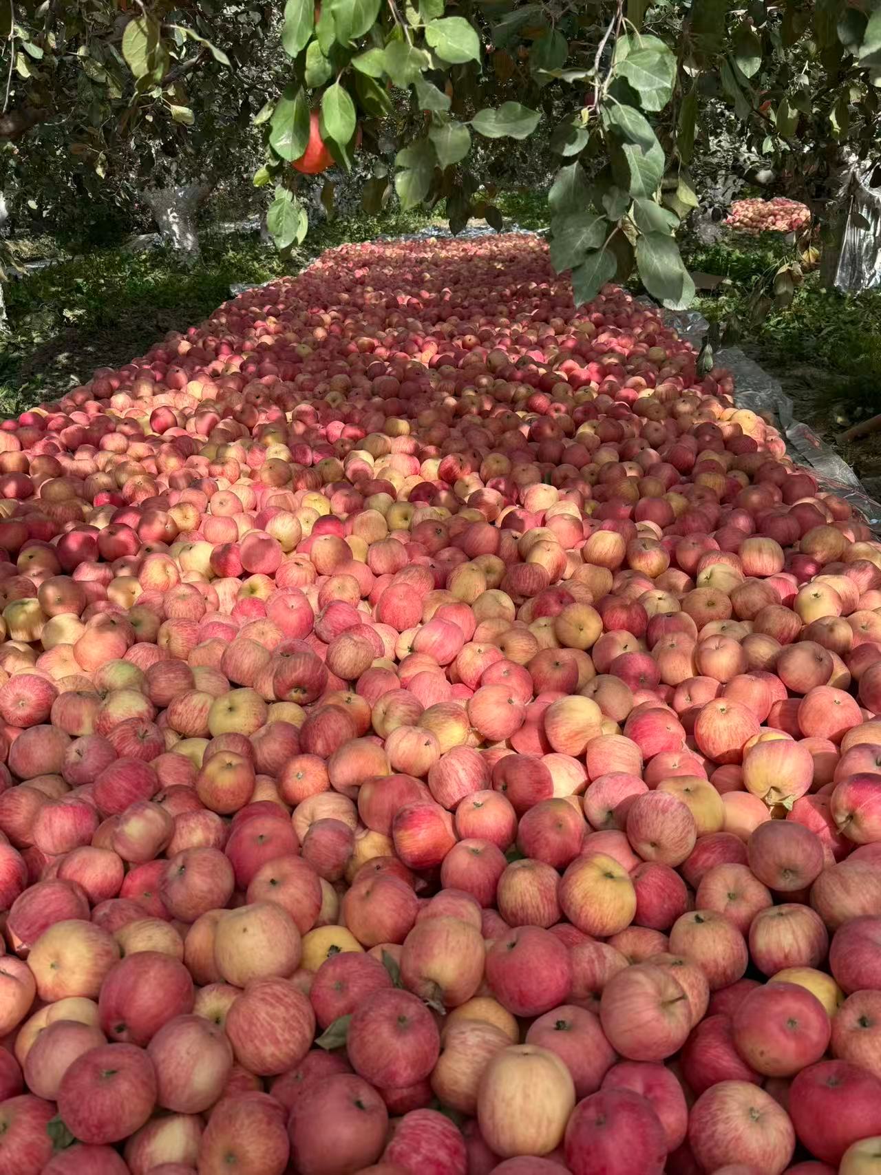 看到第一财经的一条新闻，根据国家统计局数据库，今年前三季度各省汽车产量出炉，安徽