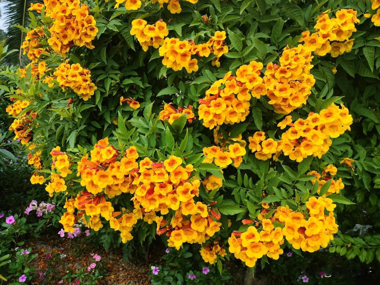 红心黄钟花
这树红心黄钟花开得太繁盛啦！
美醉这暮秋！
#秋季绽放的花儿#