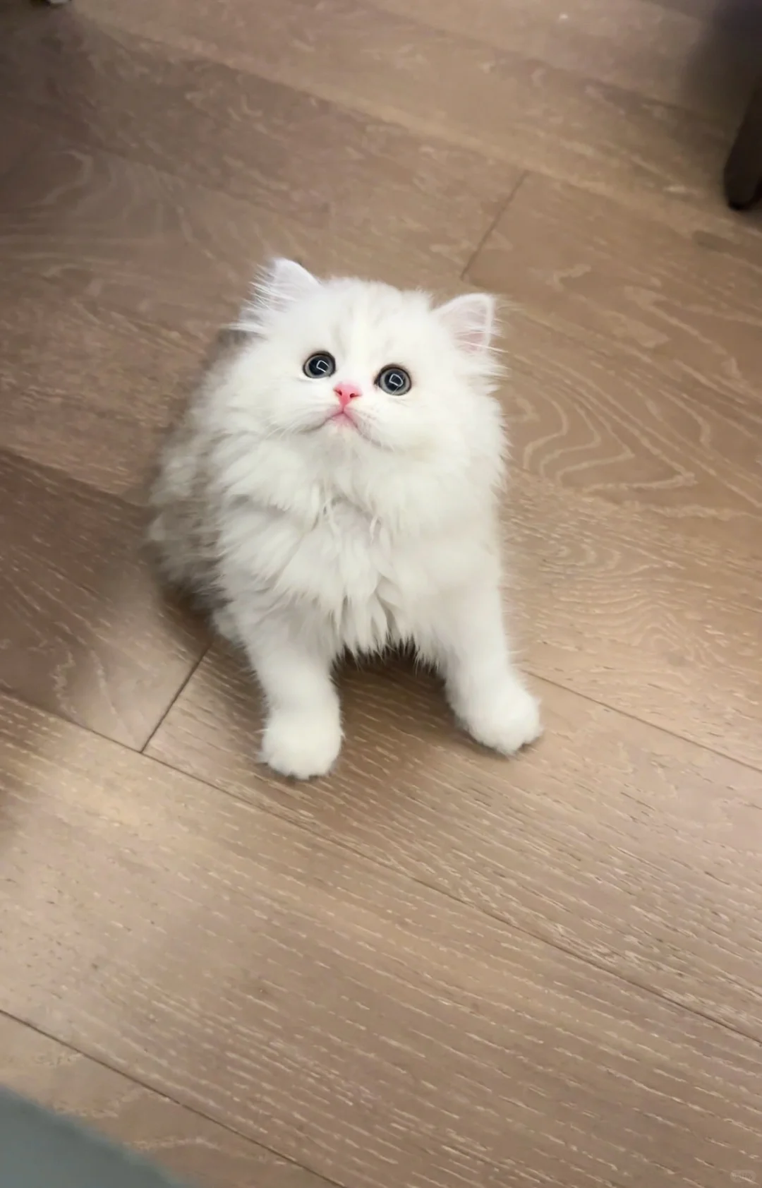 看一眼就会心动鸭💕｜银白米努特甜妹🔍家