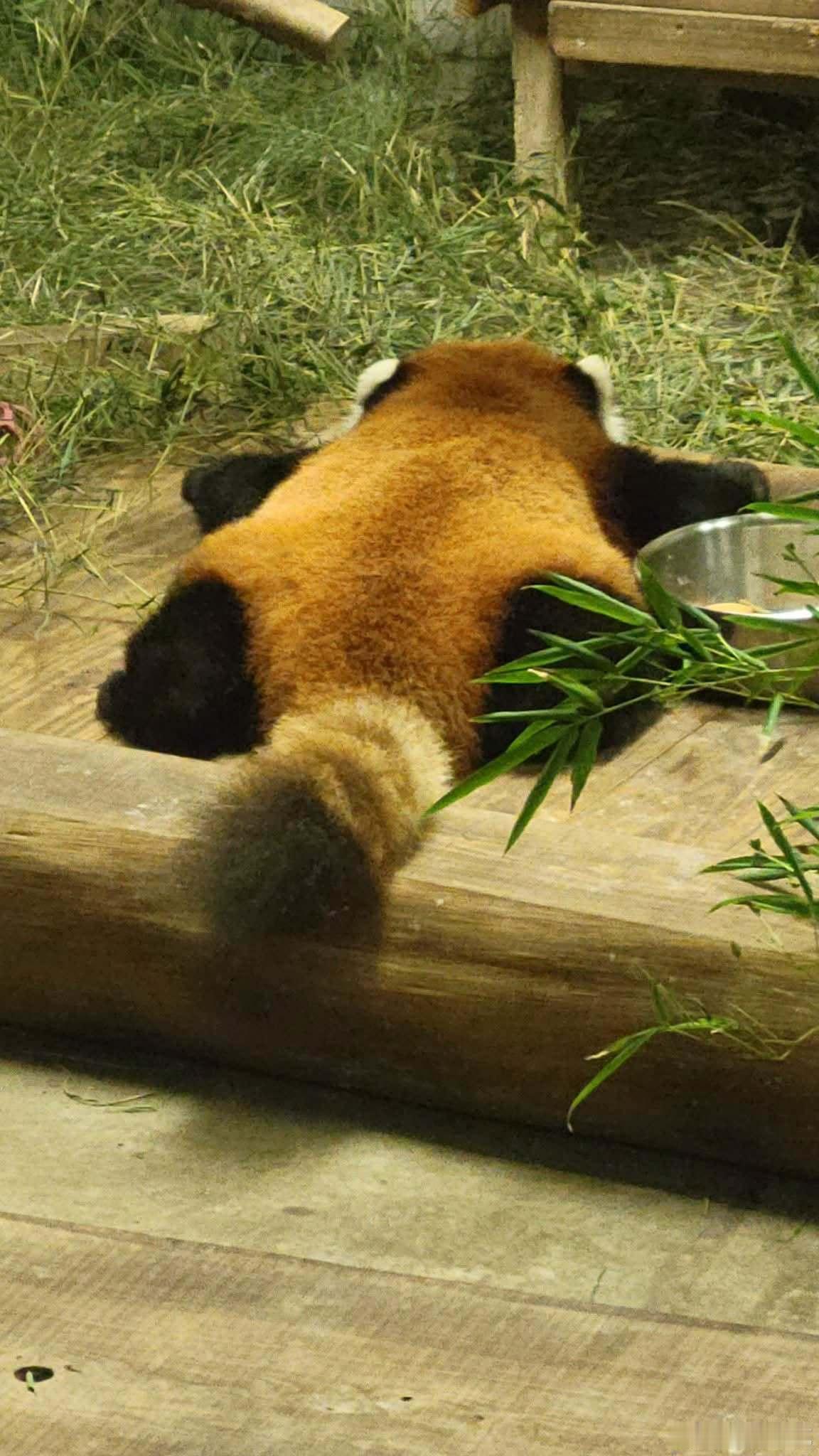 【 累到直接贴地板 】🥱小熊猫已经摊成一张毛茸茸的平面啦！ ​​​