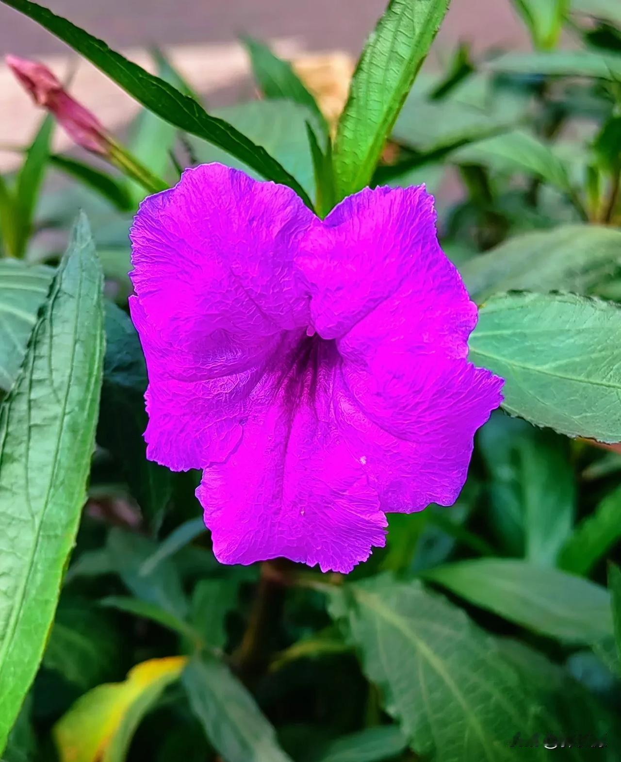 蓝花草看似普通，却有着独特的美。在万州区的好多地方都能看到它，那蓝色喇叭形状很是
