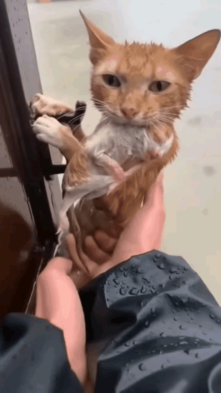 洪水之中，猫妈妈用最后力气扒住门，死死护住幼崽，看哭无数人！
 
洪水肆虐，水位