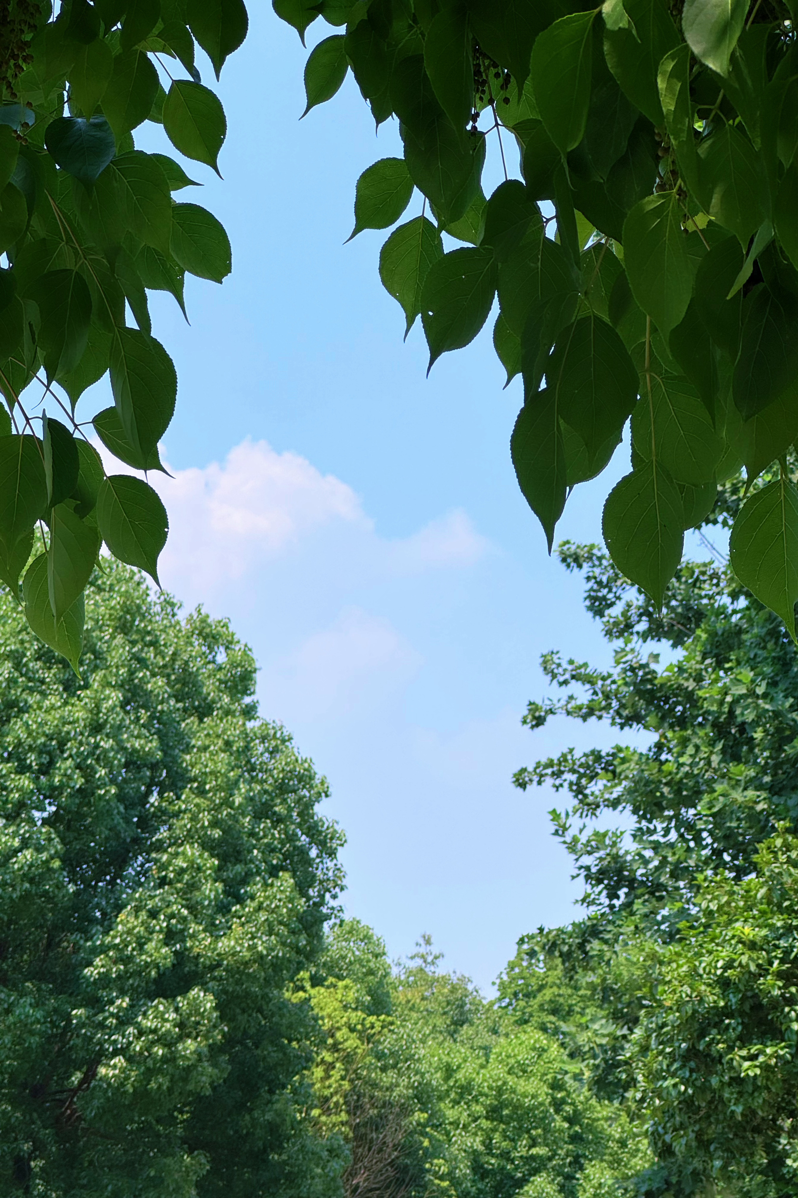 🌬️🍃🌸🪻🪷偷闲躺进绿野仙踪～ 