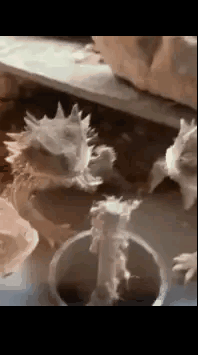 一口一只，嘎嘣脆，鸡肉味[马思纯的微笑]