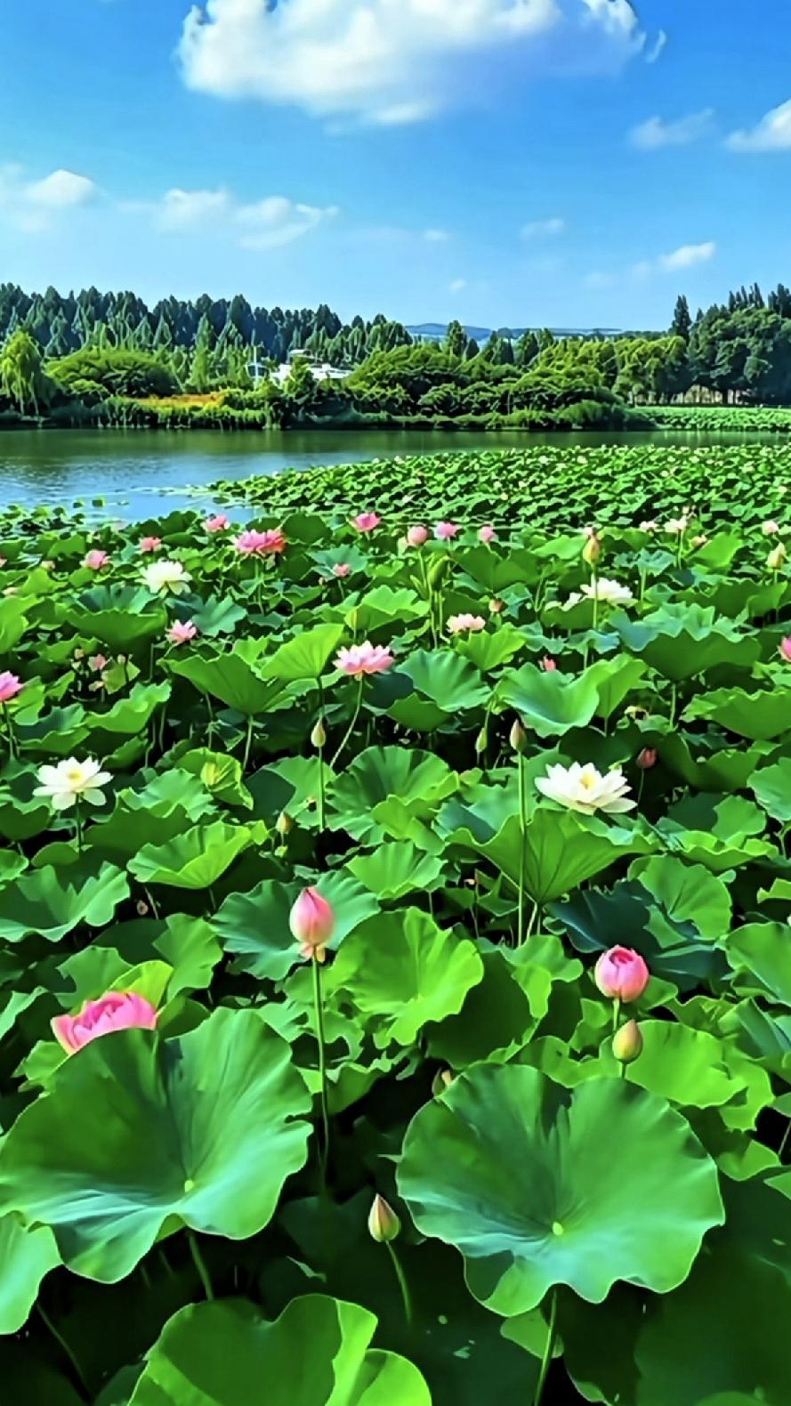 [助威彩旗]夏日荷塘，粉白相间，绿意盎然，宛如仙境。