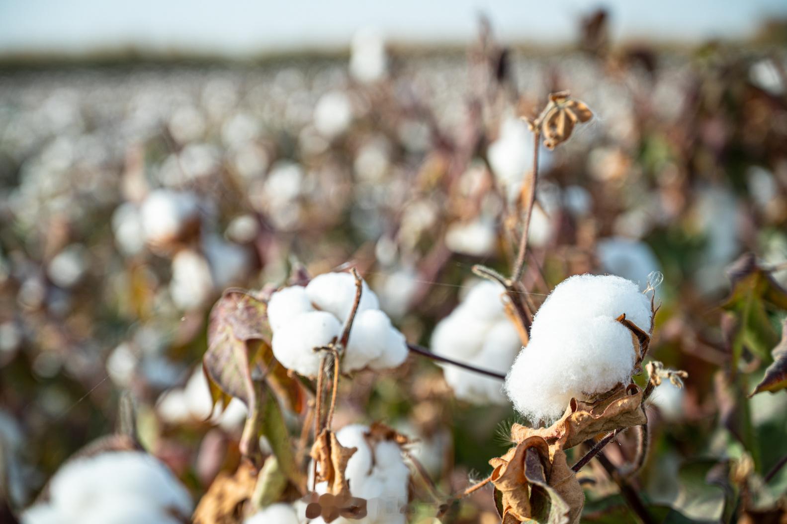 在塔克拉玛干沙漠的边缘，是广阔的新疆棉花田，棉花收割被广泛应用，现在叫收割季，再