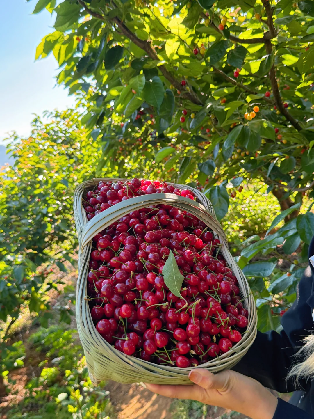 现在正是口感巅峰期，码住码住，错过拍大腿！