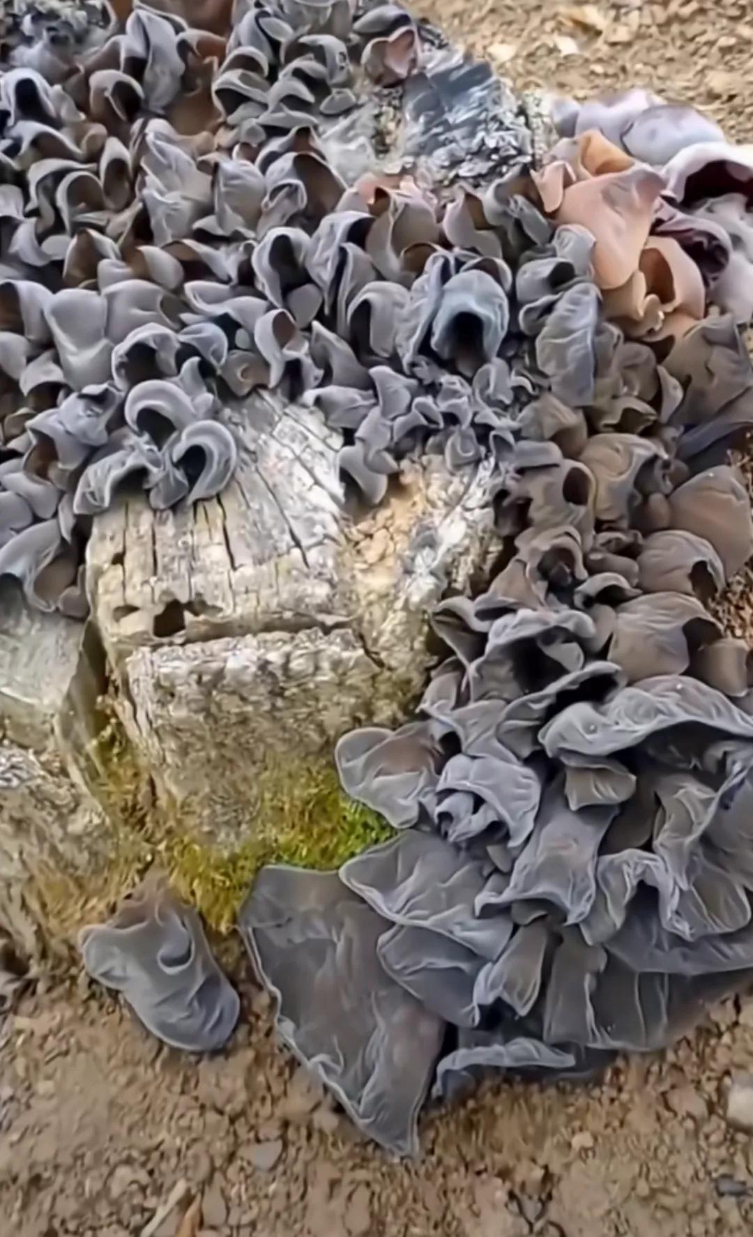 后院一根老树根长满了木耳，
很想采来炒菜吃，
问下行家:
这样的有毒没有，
到底