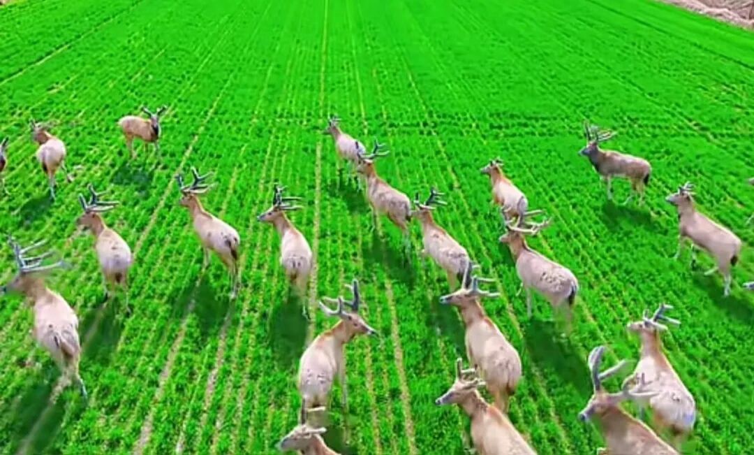 麋鹿夜间成群结队啃食踩踏作物，农户不堪其扰后用无人机喇叭驱离，江苏盐城当地回应：确实集中存在这类情况