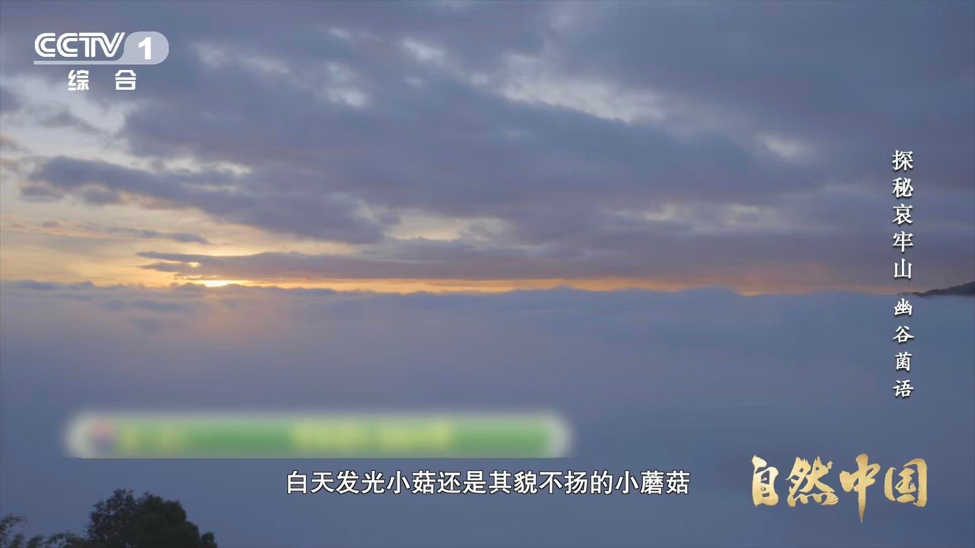 山里有天然小夜灯会发光的蘑菇你见过吗 每一朵发光的蘑菇，都是森林的哨兵。哀牢山的