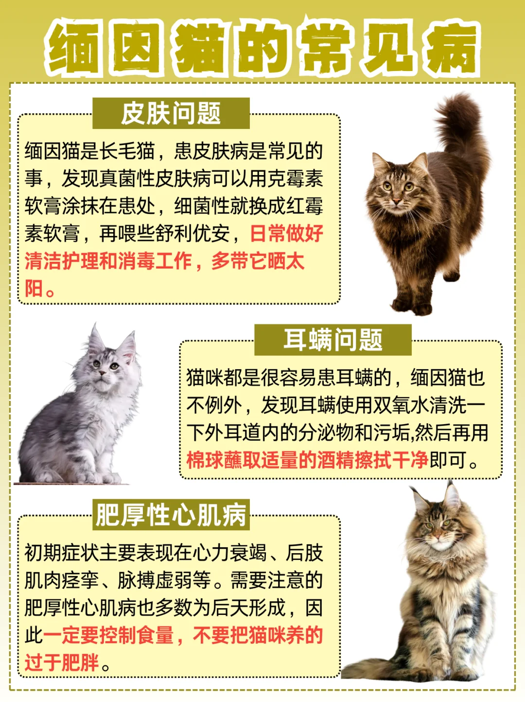 缅因猫饲养全攻略