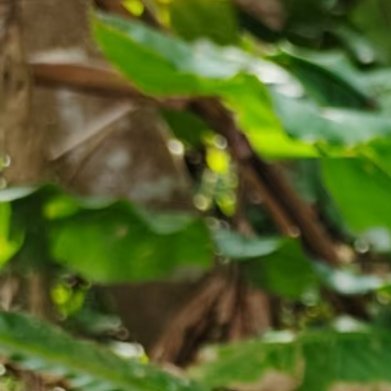 🌵‍种植 🌵微公益 益智仁种植秘籍 1200 种苗优选 挑选茎秆粗壮、叶片浓