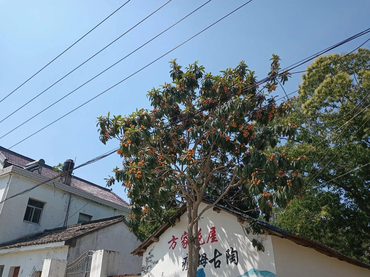 枇杷熟了，