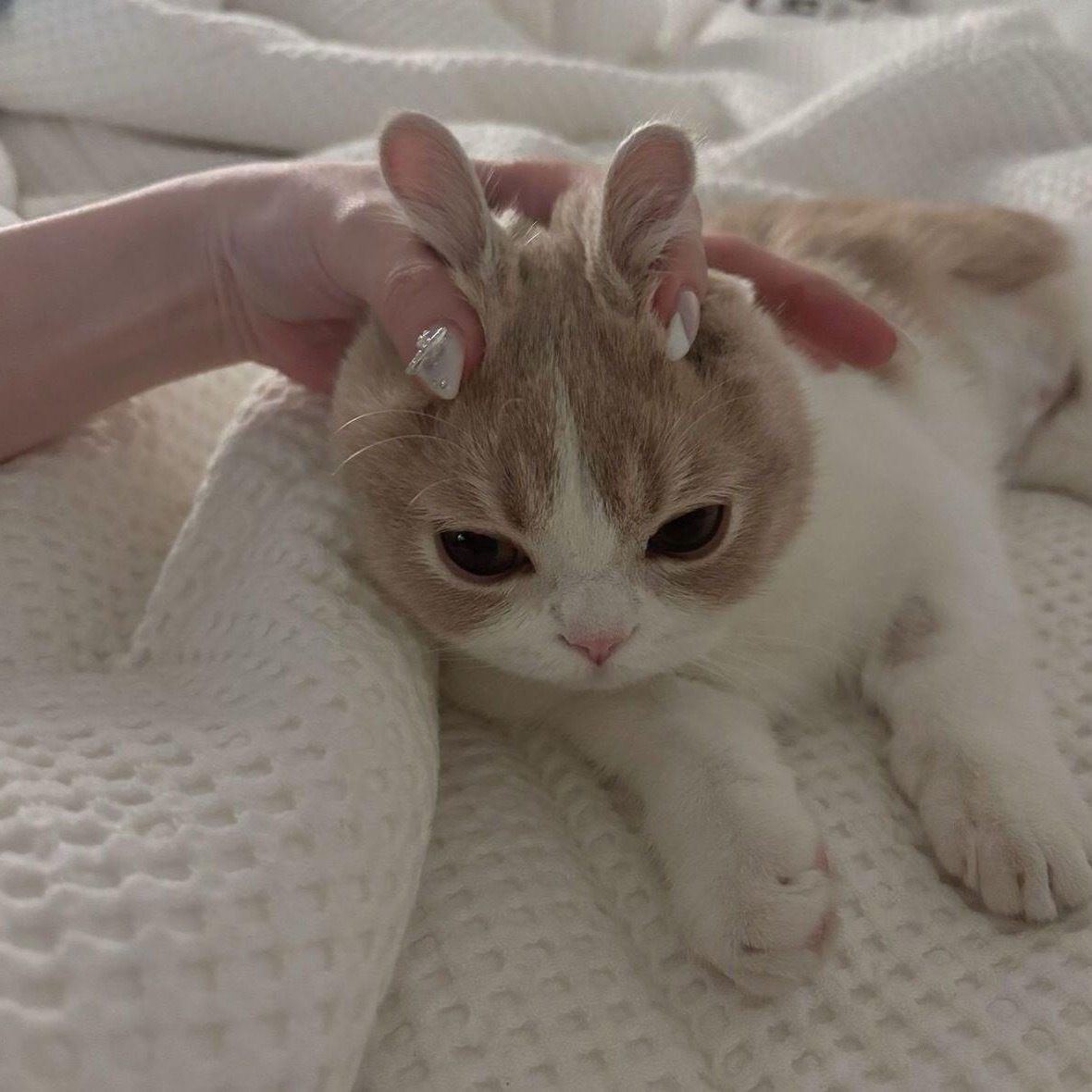₍ᐢ. .ᐢ₎ 