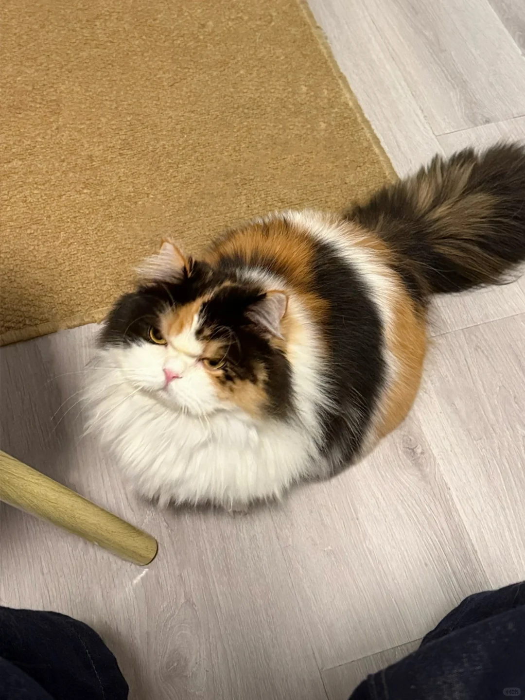 小猫咪一怒之下竟然……