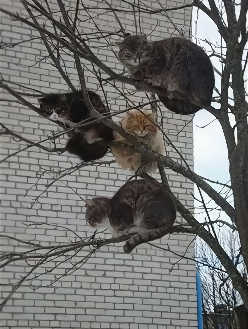 千树万树梨花猫 ​​​