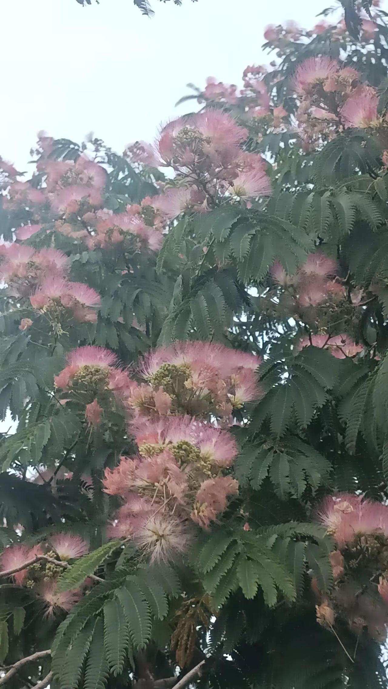 玩法合伙人计划 情绪音乐玩法新风向 合欢花开好运来 发现植物之美