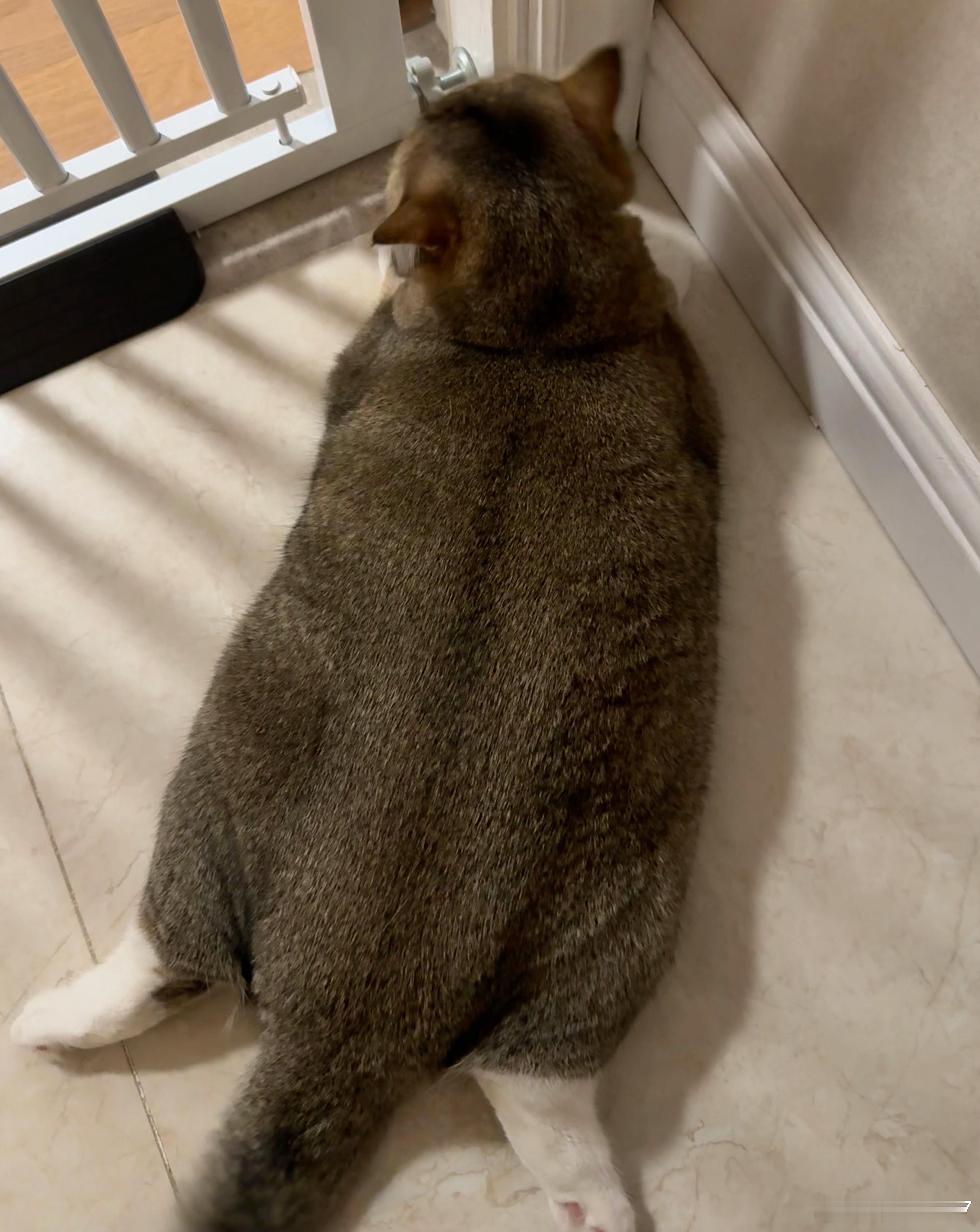 猪系猫咪喜欢吗 喜欢吗长得胖就长得胖还猪系你多胖了我十斤 你呢猪猪我才一十two