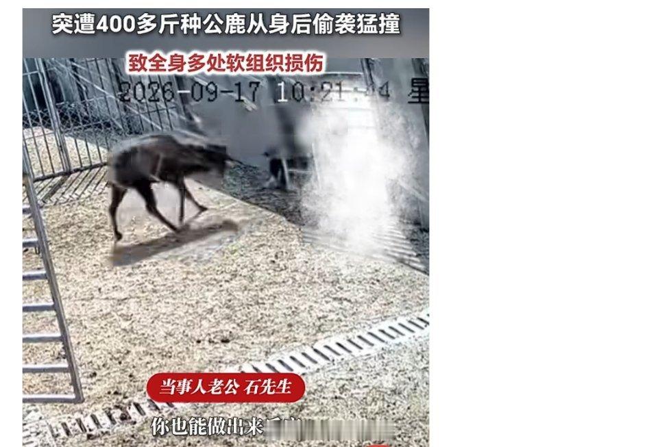 女子直播遭400多斤发情公鹿偷袭为了流量真的是豁出去了。自己是饲养鹿的，最基本常