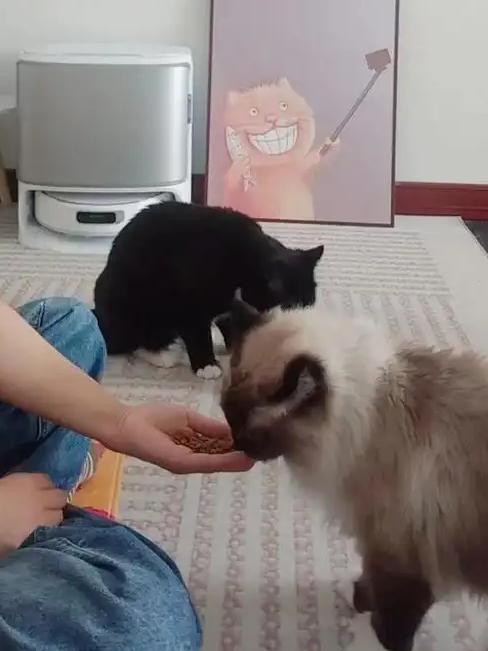 为什么现在年轻人宁可养猫也不生娃？去看看 2026 年的春招数据就懂了。拼尽全力