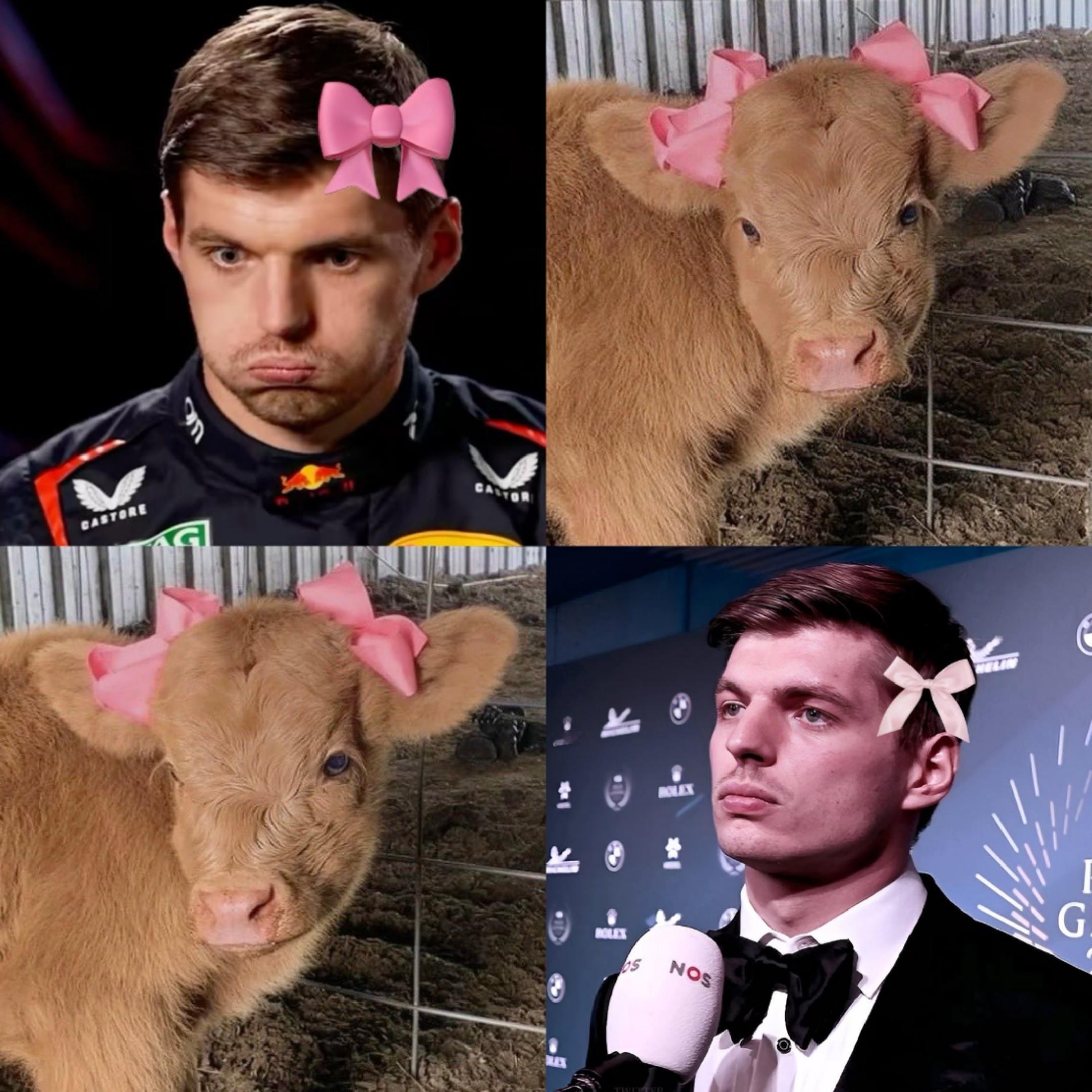 【🦁】🎀🐮💕 ​​​