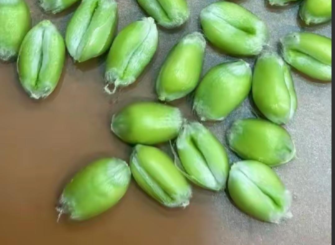 一桌新鲜的青豆，真诱人！这是水果还是食物，我敢打赌，一般人还真不认识这个👆🏻