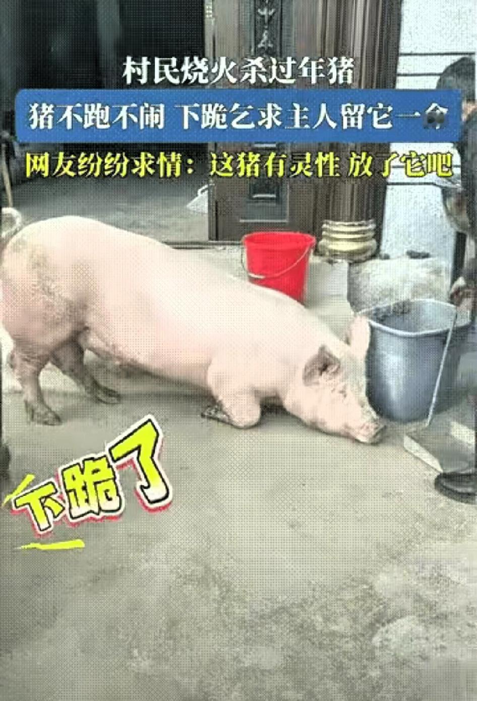 科学都解释不清了！”贵州，一男子家准备杀年猪，水都烧好了，没想到猪不跑也不叫，还