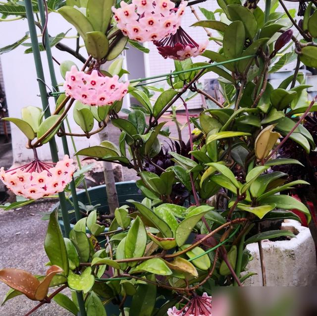 天热“穷养”球兰：用小盆，少浇水，室内盆栽更爱开花
今年夏天折腾球兰可算开窍了！