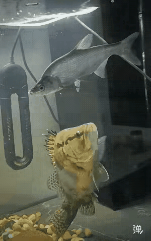 一些生命天生就是另一些生命的食物，这就是物竞天择的食物链生存法则。