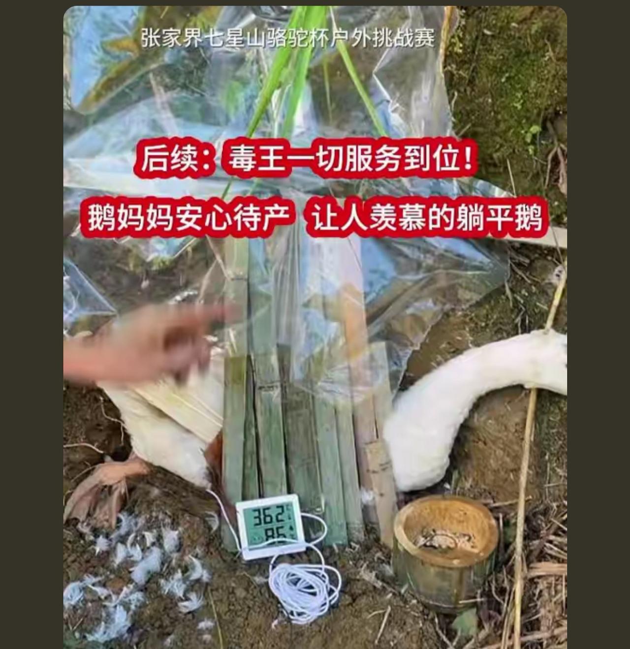 先让鹅被逼营业，后面让它爱上孵蛋，那样就可以不用绑脚了，可以帮它翻一下蛋

孵化
