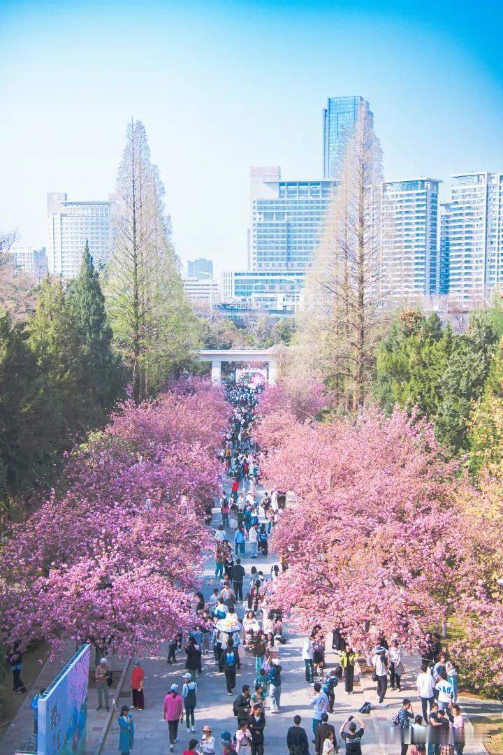中科大的樱花开了，的确好看
这是广大学子非常向往的高校