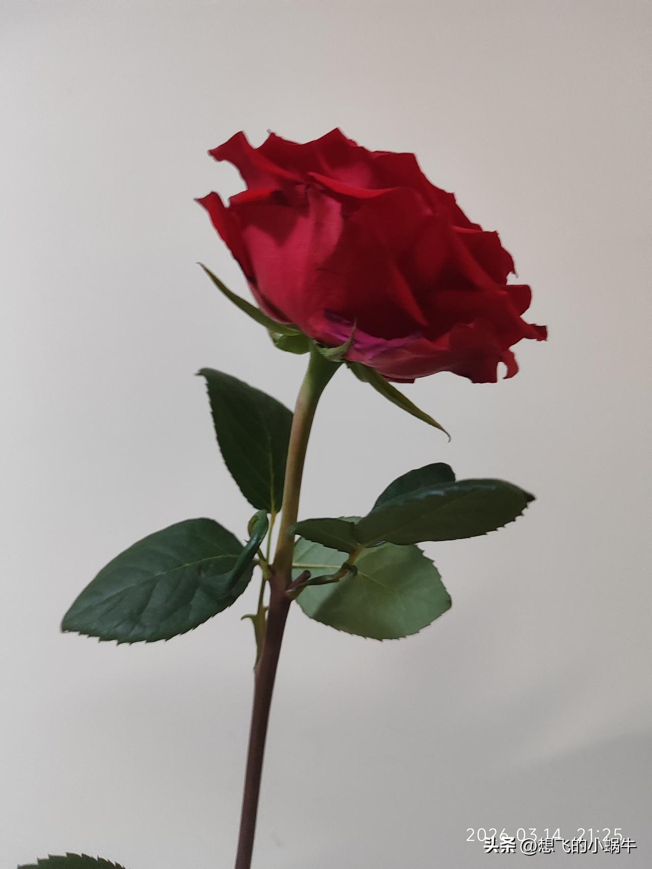 这个新年真快乐🙂
真是太喜欢这次买的花🌸了
玫瑰[玫瑰]直接开成了月季
嘿嘿