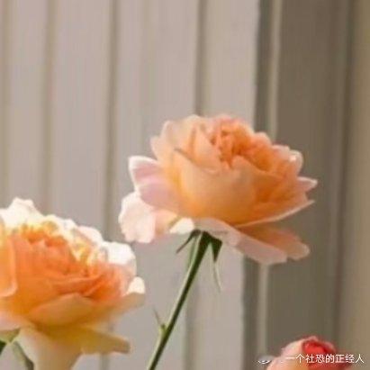 微公益种植今天讲月季花！🌹【超全月季盆栽养护攻略】超干货收藏🌟一、月季的习性