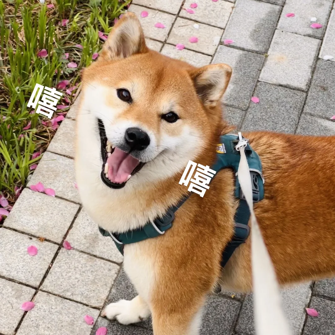 柴犬表情包