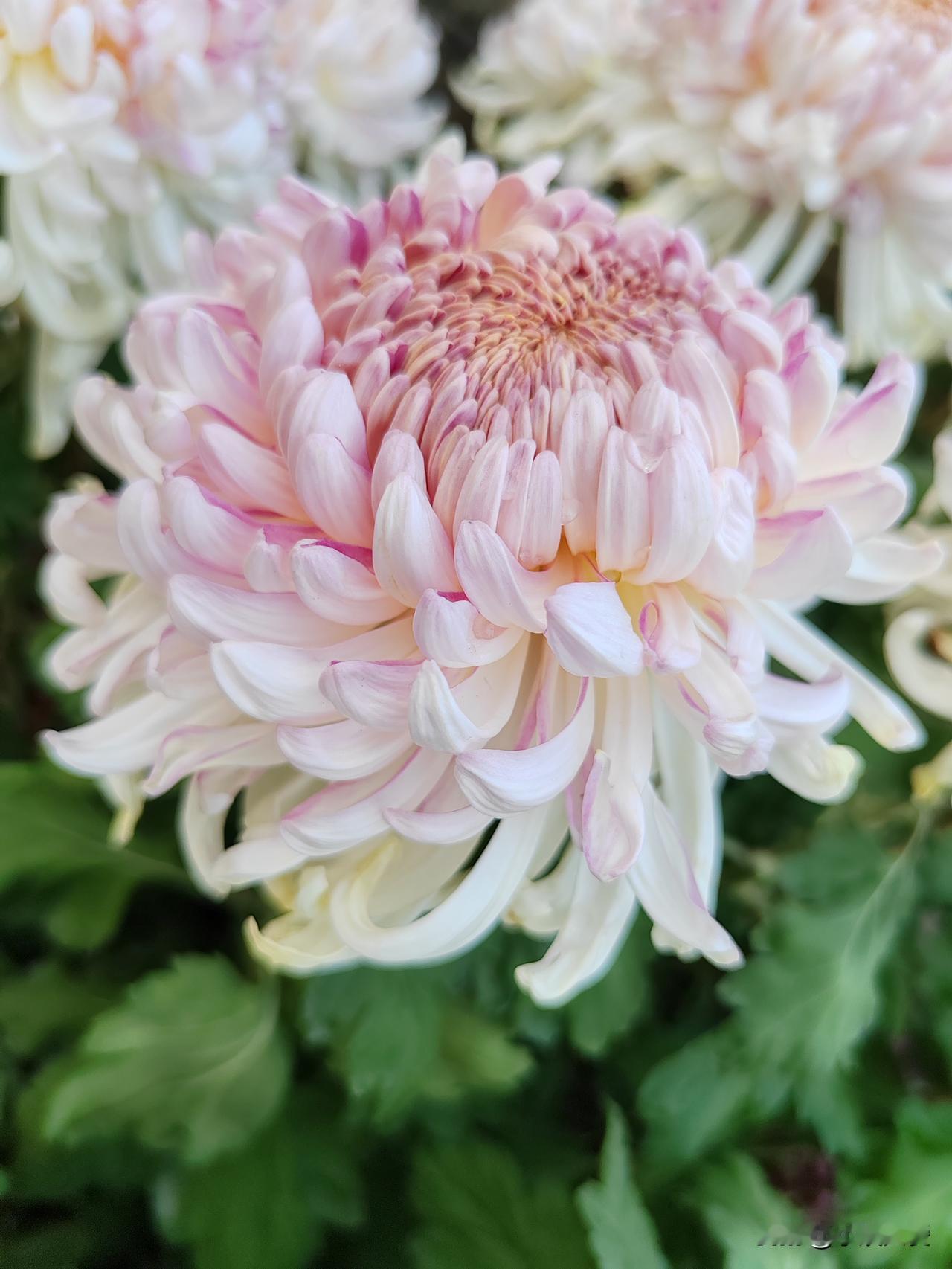 粉色菊花，不是春日那种娇怯的羞红，而是秋光酿出的独有酡颜。花瓣细长，末梢微微卷起