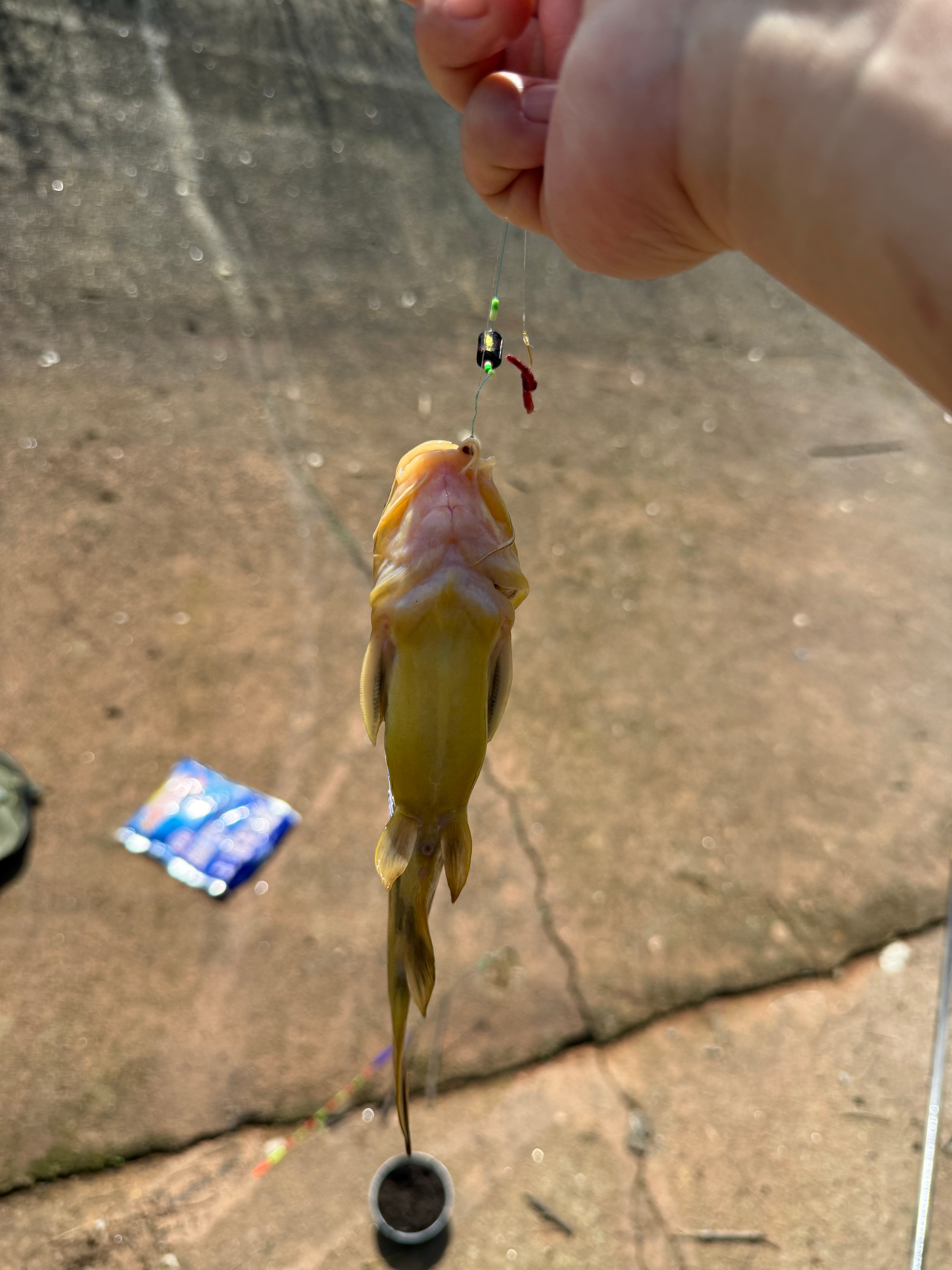 目标就是瓜子鲫，黄骨鱼！ 