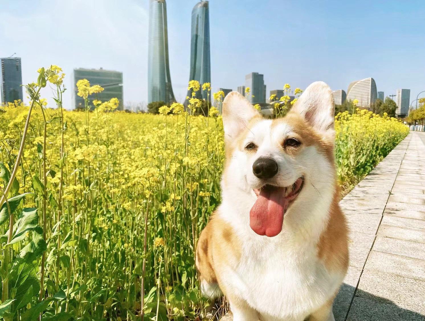 夕阳照着我的小茉莉 我的小茉莉。