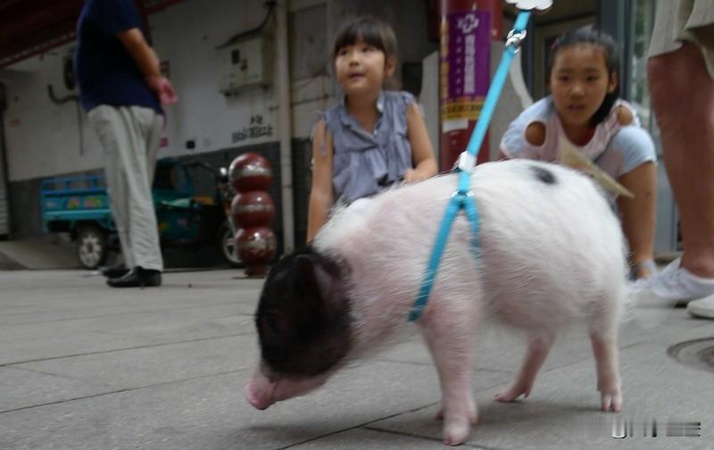 属牛的人交朋友还挺有讲究。他们跟属鼠、属鸡的人特别合得来。属鼠人聪明伶俐，像个智