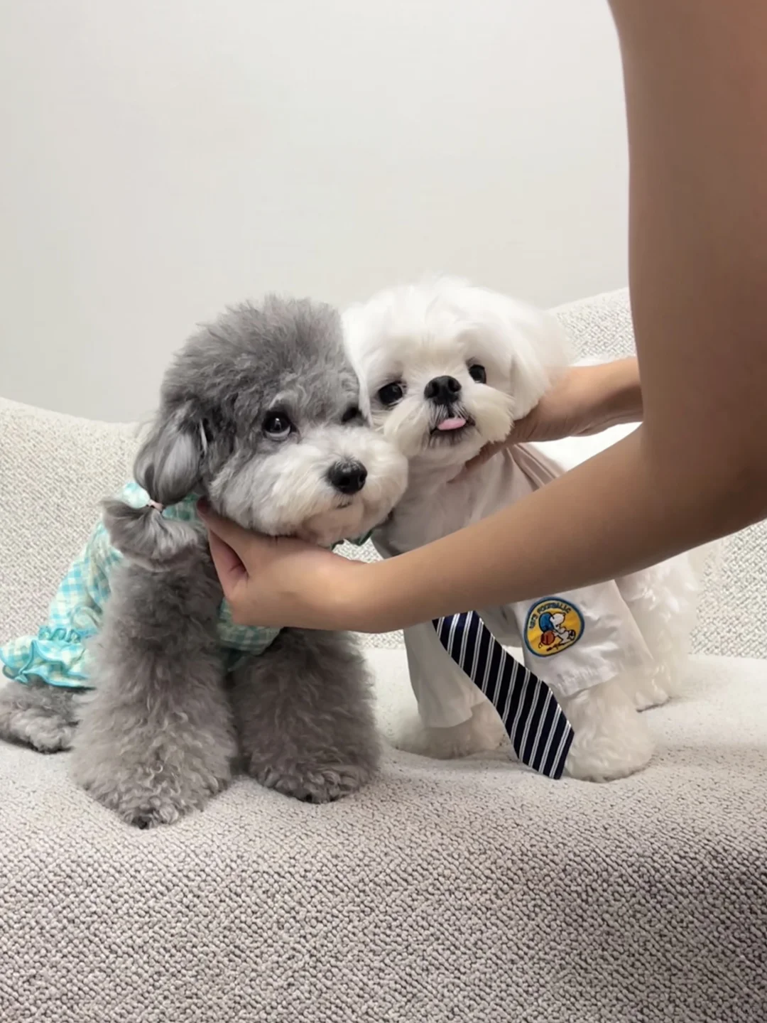 🐶：妈妈 强扭的瓜不甜