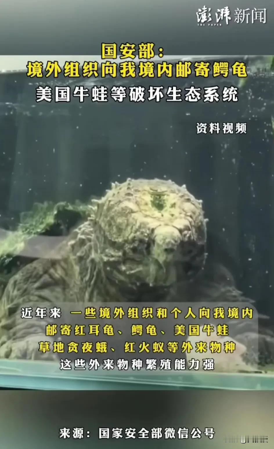 有一些境外组织确实太坏了
这个事情
以前是海关负责查证吗？