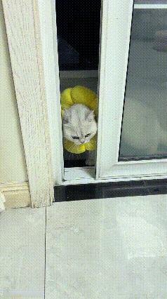 不得不承认，猫咪的小脑瓜是真的会思考。
 
主人给猫咪脖子套上圈圈后，它试着正着