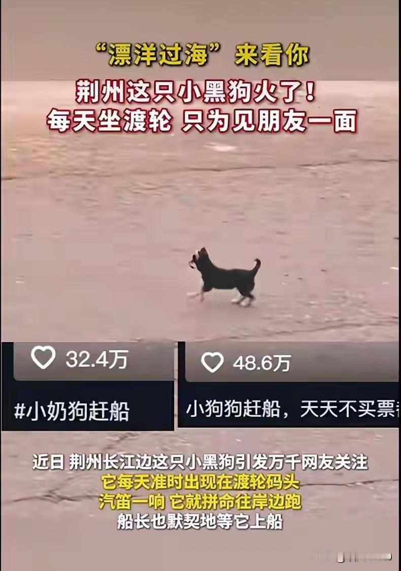 被这条小狗整破防了。
荆州这只小黑狗，做到了很多人都做不到的事。
据说它每天早晨