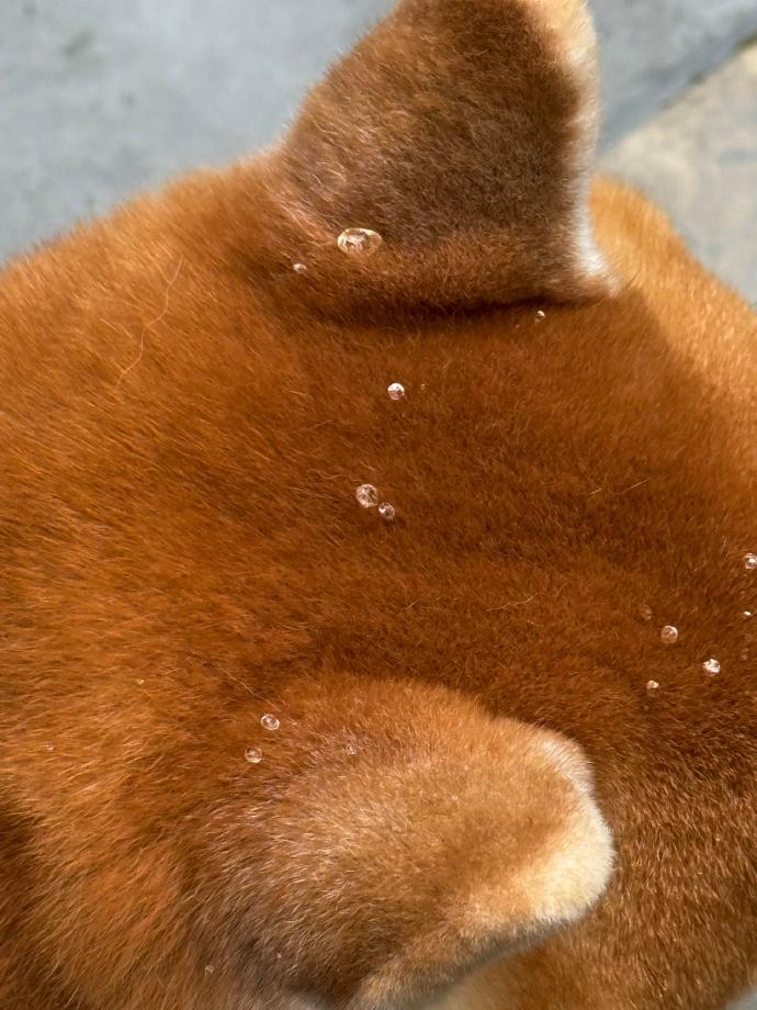 小狗怎么还自带防水层 